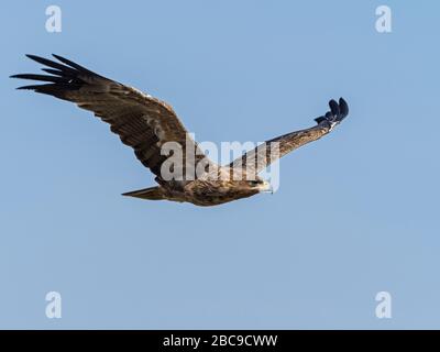 Tawny Eagle (Aquila Rapax) im Flug, Maasai Mara, National Reserve, Kenia Stockfoto