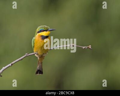 Der kleine Bee-Eater (Merops pusillus) thront auf der Filiale, Maasai Mara National Reserve, Kenia Stockfoto