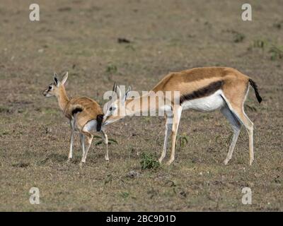 Female Thomson's Gazelle (Eudorcas thomsonii) und Wade, Maasai Mara National Reserve, Kenia Stockfoto