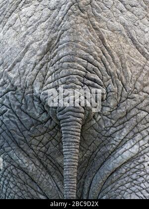 Rückansicht des Afrikanischen Elefanten oder Afrikanischen Bushelefanten (Loxodonta africana), Maasai Mara National Reserve, Kenia Stockfoto