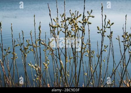 Sappiergang in Maasholm an der Schleife. Stockfoto