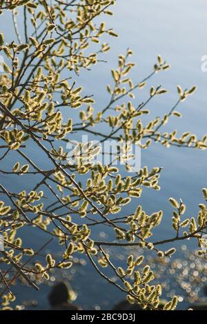 Sappiergang in Maasholm an der Schleife. Stockfoto