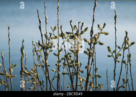 Sappiergang in Maasholm an der Schleife. Stockfoto