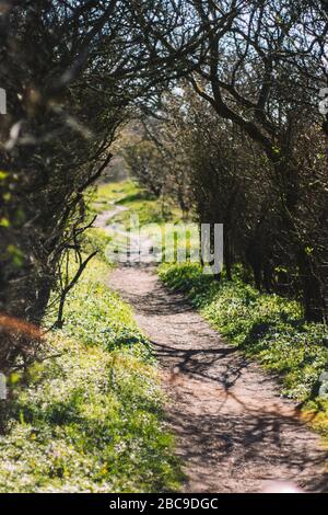 Wanderweg, Wanderung im Naturreservat Geltinger Birk, Ostsee, Schleswig-Holstein. Stockfoto