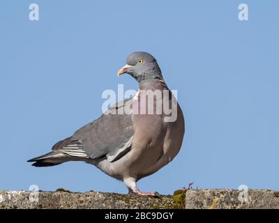 Woodtaube (Columba-Palumbus) thront auf der alten Mauer, Cambridgeshire, England Stockfoto