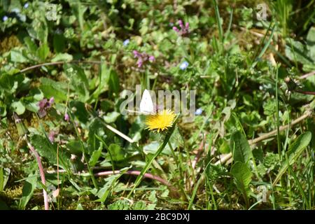 Eine Wiese voller Feldpflanzen. Ein weißer Schmetterling landete auf einer Löwenblume Stockfoto