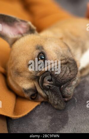 Cute reinrassige Fawn Französisch Bulldog ist Ruhe und suchen mit Interesse Stockfoto