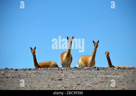 Schöne vicuñas auf der Seite der Straße, La Casualidad, Salta, Argentinien. Stockfoto
