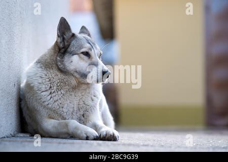 Porträt einer Hunderasse Westsibirischen Laika sitzen draußen in einem Hof. Stockfoto