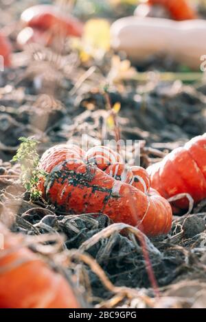 Kürbis, Bischofsmütze Stockfoto