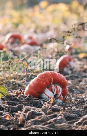 Kürbis, Bischofsmütze Stockfoto