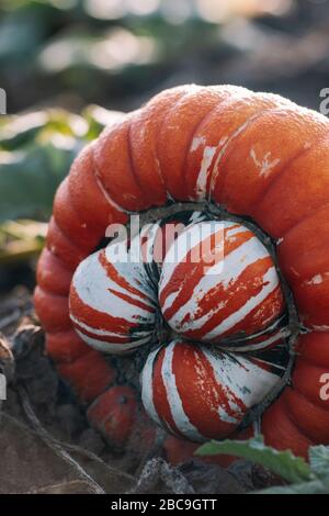 Kürbis, Bischofsmütze Stockfoto