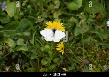 Auf einer gelben Löwenzahn steht ein weiß-schwarzer Schmetterling. Grüne Wiesenpflanzen im Hintergrund Stockfoto