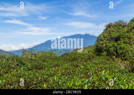 Grünen und dichten tropischen Regenwald in Panama Stockfoto