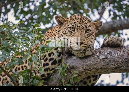 Leopard ruht in einem Baum in Südafrikas Nationalparks Stockfoto