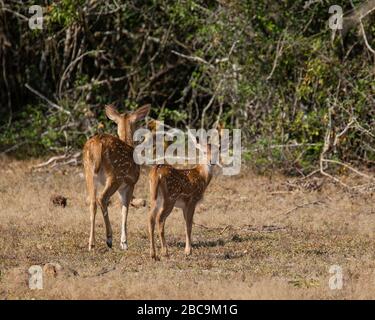 Zwei indische Frauen haben Deer entdeckt Stockfoto