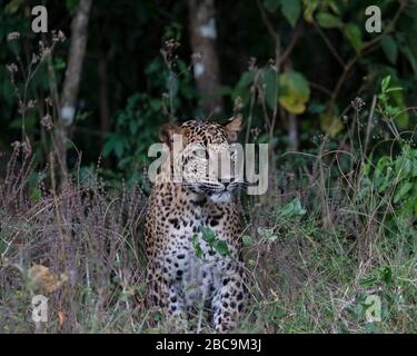 Sri-Lanka-Leopard Stockfoto