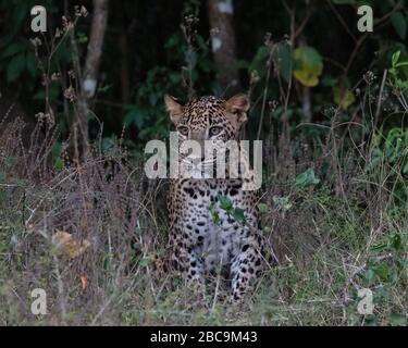 Sri-Lanka-Leopard Stockfoto