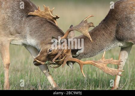 Das damwild ist ein wiederkäuer Säugetier aus der Familie der Cervidae. Dieser gemeinsame Art ist heimisch in Europa. Stockfoto