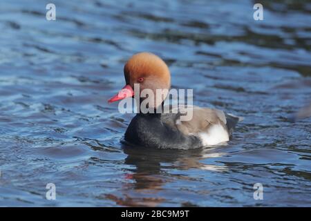 Der Rotkieppenkratzpochard ist eine große Taucherente. Der wissenschaftliche Name leitet sich vom griechischen Netta 'Duck' und dem lateinischen rufina, 'golden-rot' ab. Stockfoto