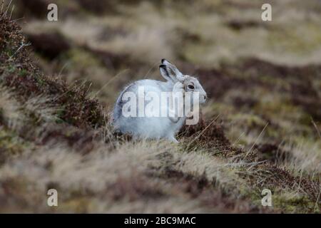 Der Berghase, auch Blauhase, Tundrahase, variabler Hase, Weißhase, Schneehase, Alpenhase und Irischer Hase genannt, ist ein paläarktischer Hase. Stockfoto