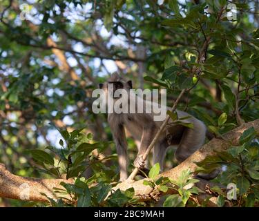 Vertuschter grauer Languraffe in Sri Lanka Stockfoto