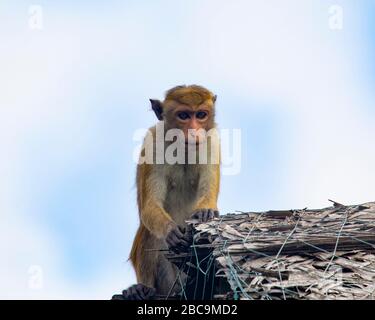 Ein toque Makakenaffe auf dem Dach eines Gebäudes in Sri Lanka Stockfoto