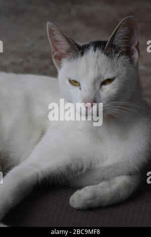 Die Katze liegt auf dem Boden und sieht mit ihren gelben Augen entspannt davor aus Stockfoto