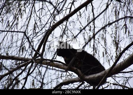 Im Birkenblätterdach ohne Blätter, an den oberen Zweigen, in der Höhe, steht eine schwarze Katze Stockfoto