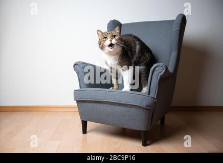 Tabby weiße britische Kurzhaarkatze auf kleinen grauen Ohren Sessel mit Blick auf die Kamera meudern mit offenem Mund vor der weißen Wand mit Kopiespac Stockfoto