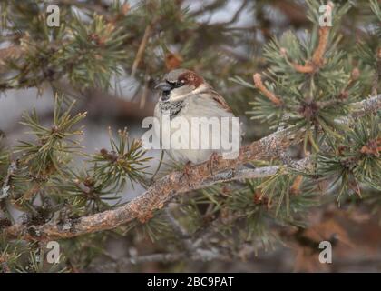 Sparrow House (Passer domestcus) in Kiefernbaum, Kaamanen, arktisches Finnland Stockfoto