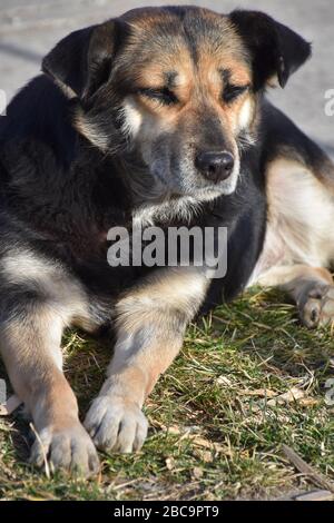 Straßenhund mit bunten Haaren auf dem Gehweg Stockfoto