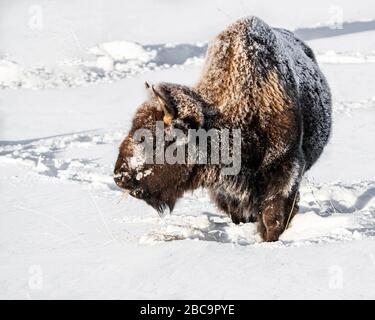 American Bison überwintert im Yellowstone Stockfoto