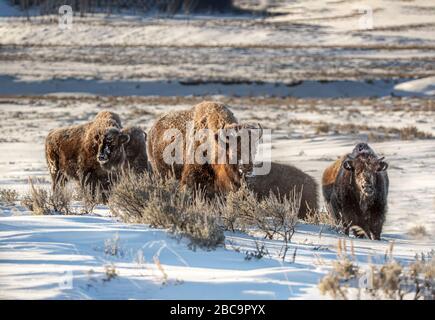 American Bison überwintert im Yellowstone Stockfoto