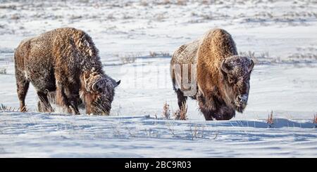 American Bison überwintert im Yellowstone Stockfoto