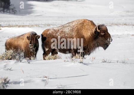 American Bison überwintert im Yellowstone Stockfoto