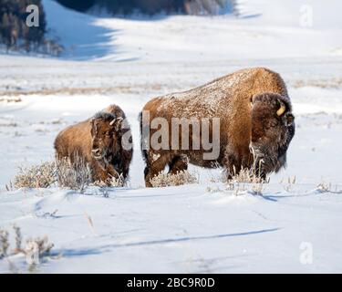 American Bison überwintert im Yellowstone Stockfoto