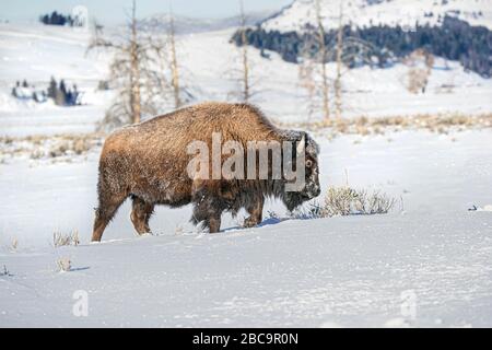 American Bison überwintert im Yellowstone Stockfoto