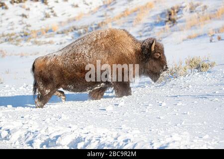 American Bison überwintert im Yellowstone Stockfoto