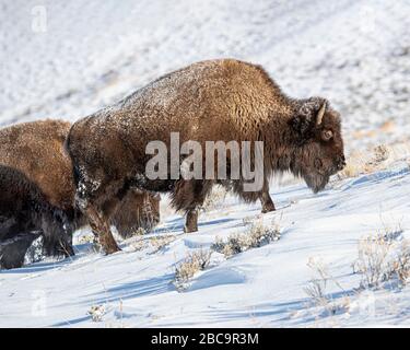 American Bison überwintert im Yellowstone Stockfoto