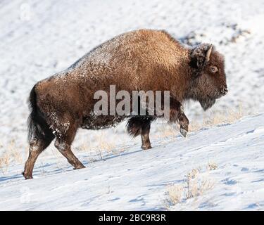 American Bison überwintert im Yellowstone Stockfoto