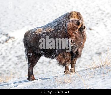 American Bison überwintert im Yellowstone Stockfoto