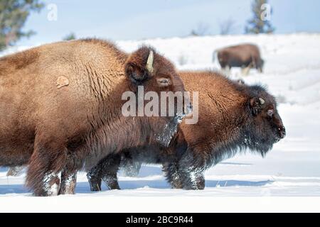 American Bison überwintert im Yellowstone Stockfoto
