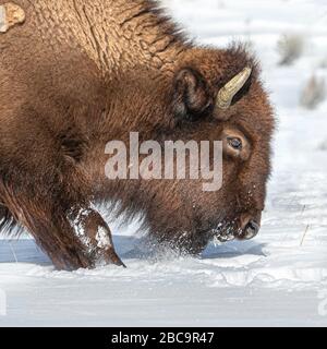 American Bison überwintert im Yellowstone Stockfoto