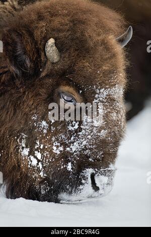 American Bison überwintert im Yellowstone Stockfoto
