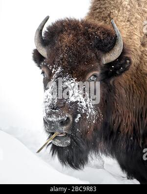 American Bison überwintert im Yellowstone Stockfoto