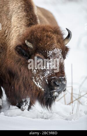 American Bison überwintert im Yellowstone Stockfoto