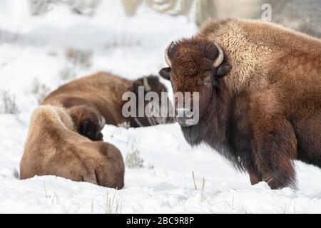 American Bison überwintert im Yellowstone Stockfoto