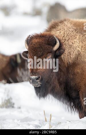 American Bison überwintert im Yellowstone Stockfoto
