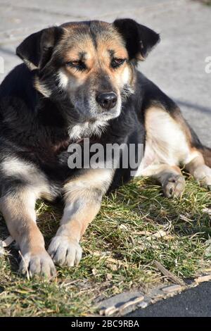 Auf dem Gras neben der Straße liegt ein Straßenhund und genießt die Sonne Stockfoto